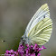 Green-veined White