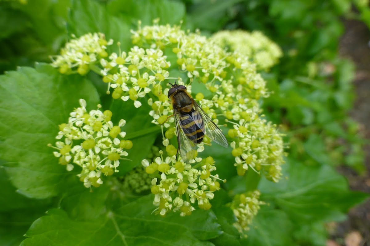 Hoverfly