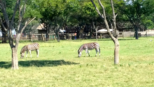 Lion Park South Africa 2015