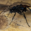 Tarantula hawk