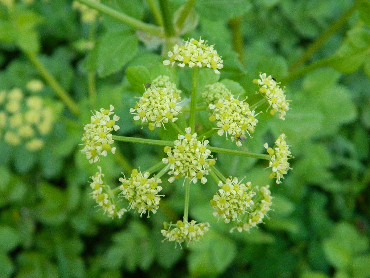 Alexanders ( Σμύρνιον το μελανοσέλινον)