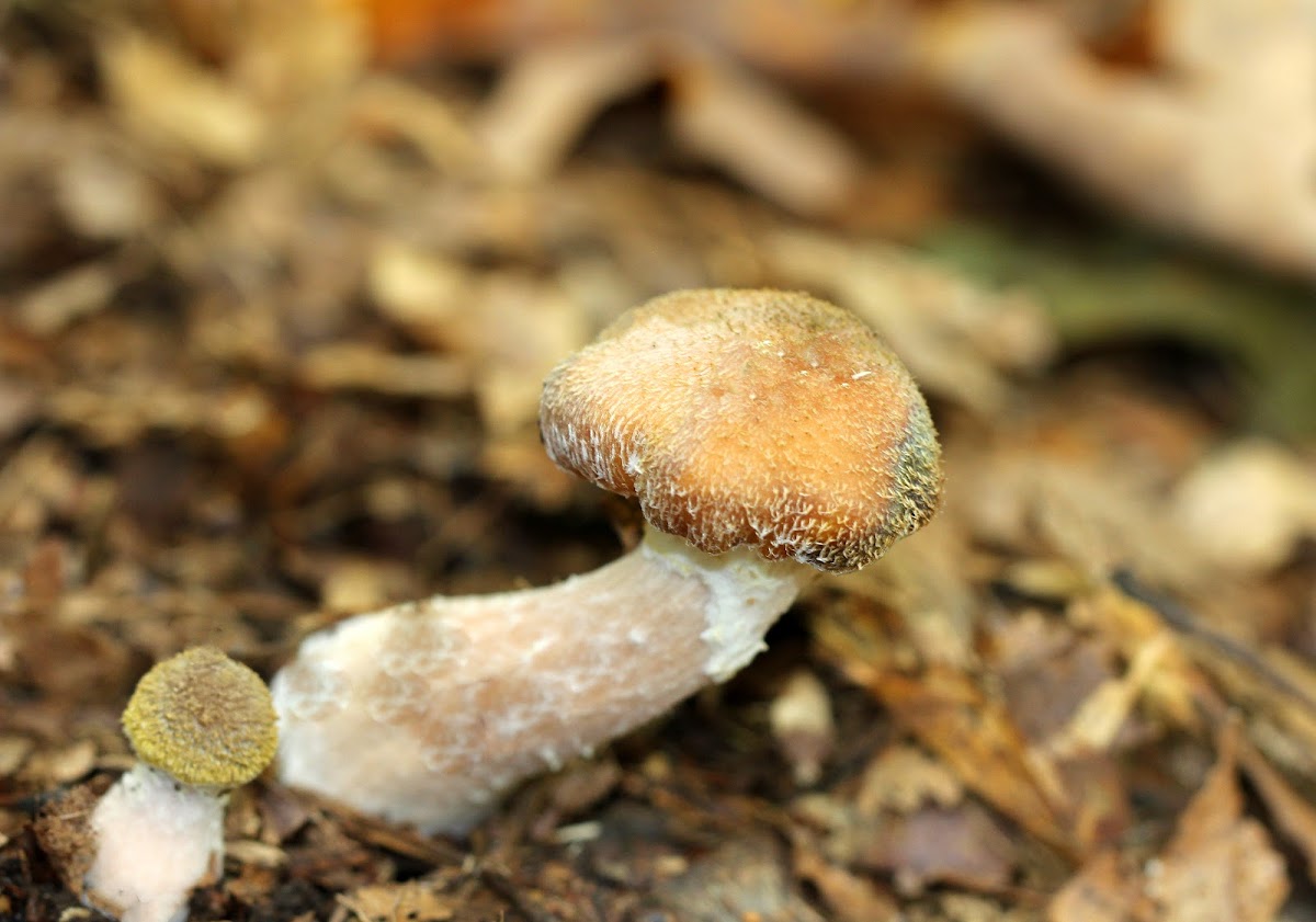 Honey Mushrooms