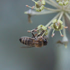 Western Honey Bee