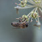 Western Honey Bee