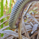 Florida Ivory Millipede