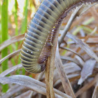 Florida Ivory Millipede