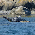 Harbor Seal