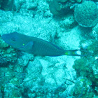 Stoplight Parrotfish