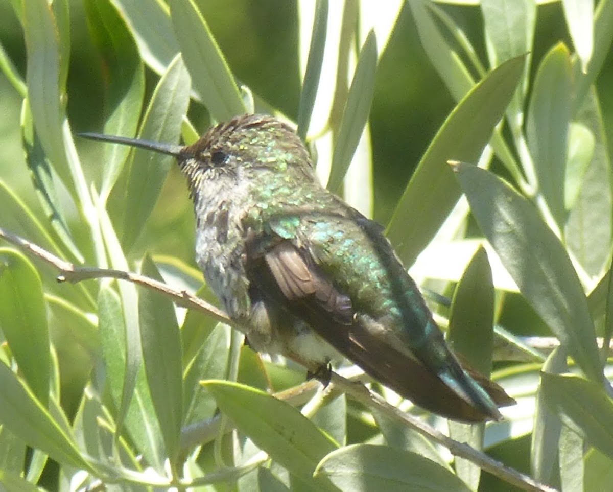 Annas Hummingbird