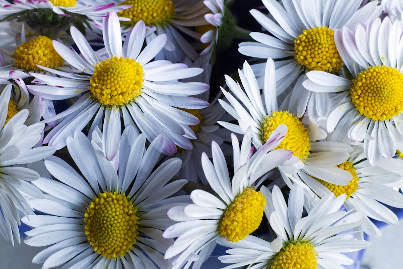 E' primavera di serenadecarli37