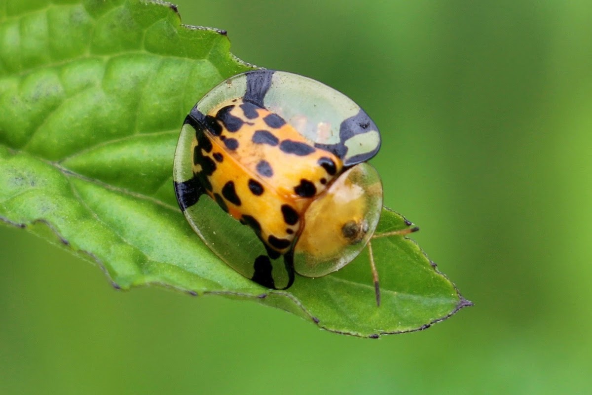 Spotted Tortoise Beetle