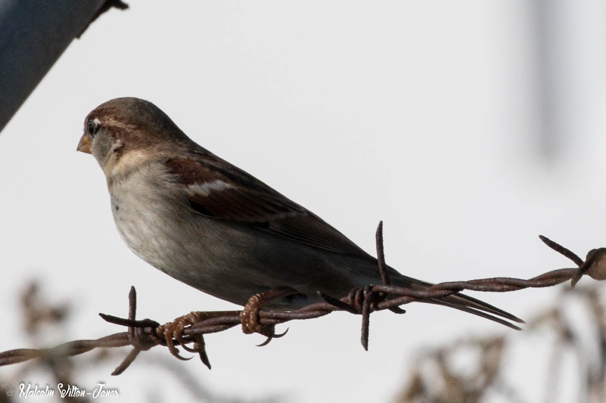 House Sparrow