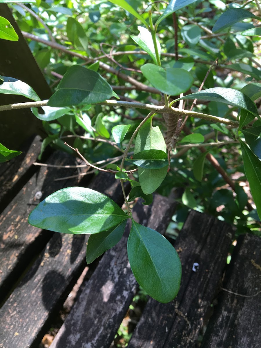 Florida Privet