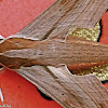 Black-based Striated Hawkmoth