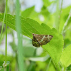 Spoladea recurvalis 甜菜白帶野螟