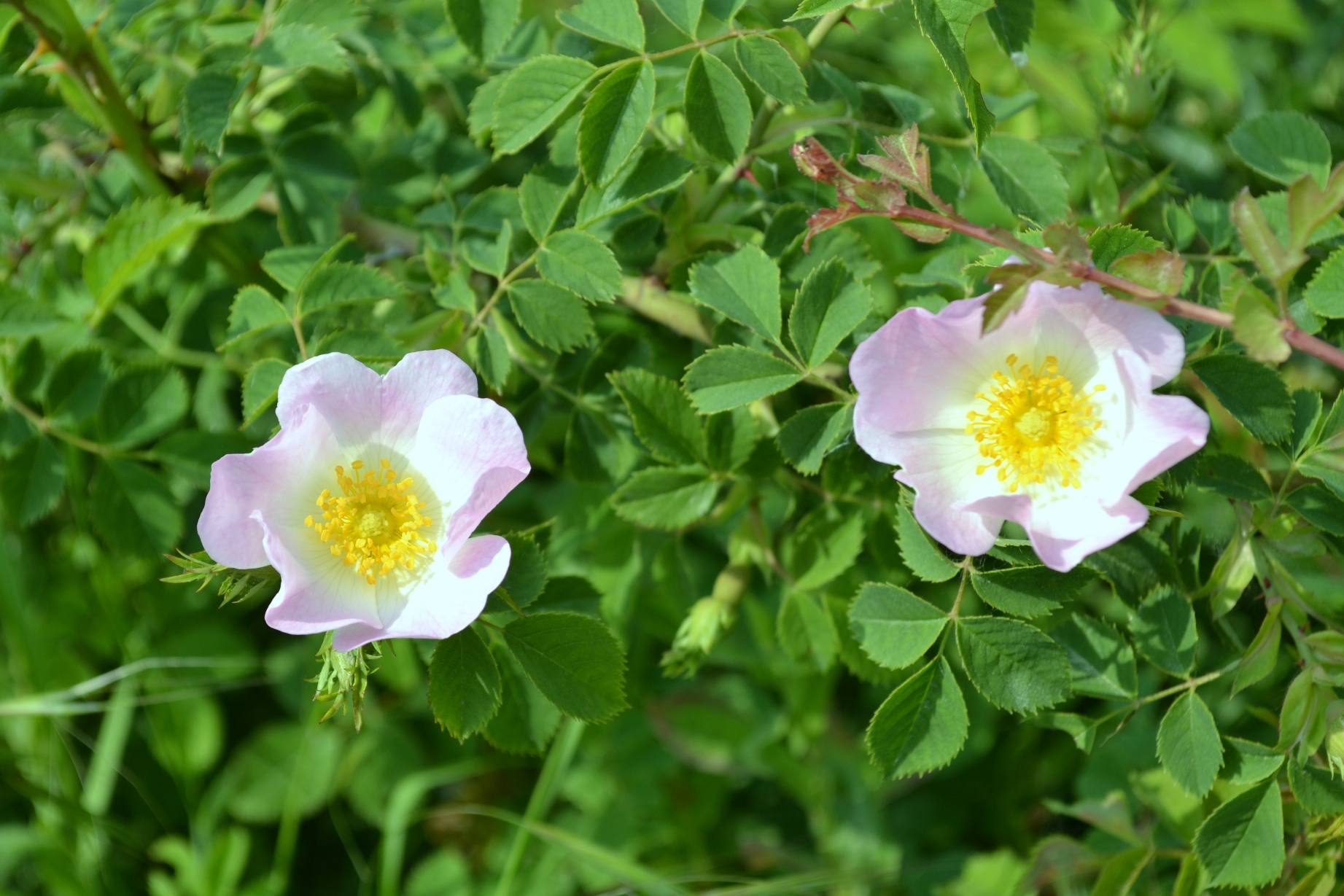 Fiori di campo di pavel956