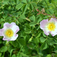 Fiori di campo di 