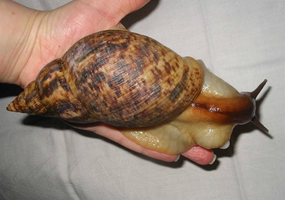 Achatina achatina, o caracol terrestre gigante