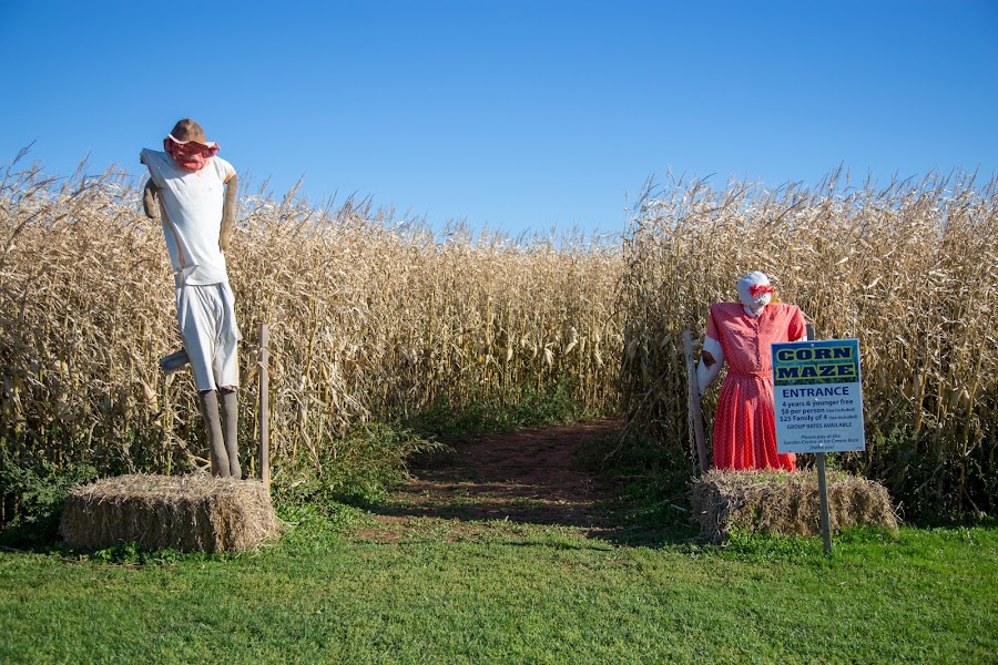 Corn Maze, labirynt, kukurydza