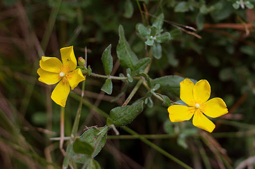 Halimium lasianthum alyssoides