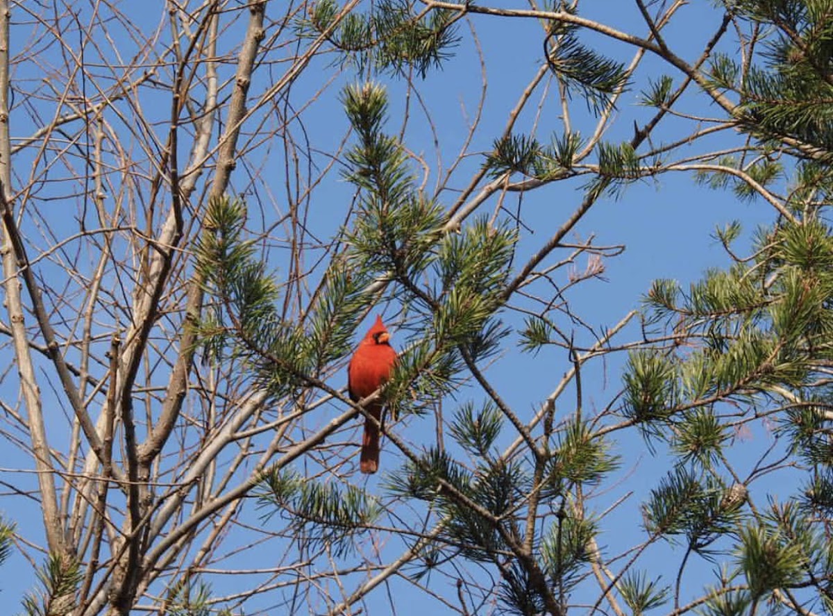 Northern Cardinal