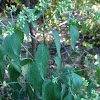 White Snakeroot