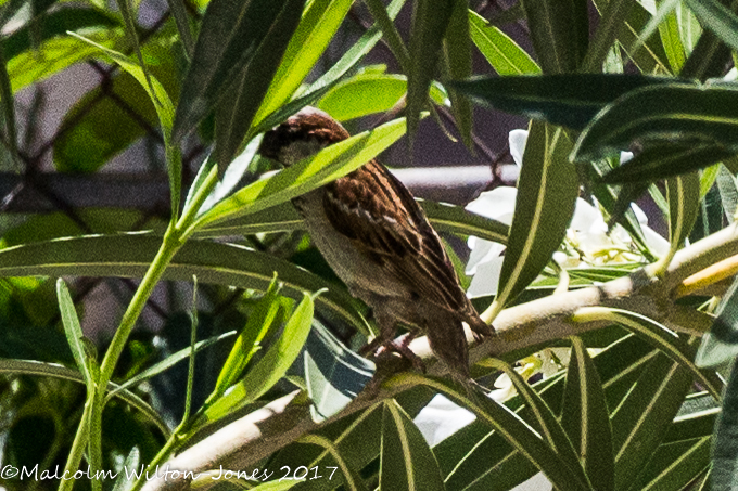 House Sparrow; Gorrión Común