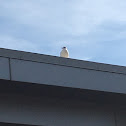 Large White-headed gull