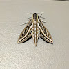 Vine Hawk-moth or Silver-striped Hawk-moth