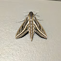 Vine Hawk-moth or Silver-striped Hawk-moth