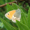 Small Heath