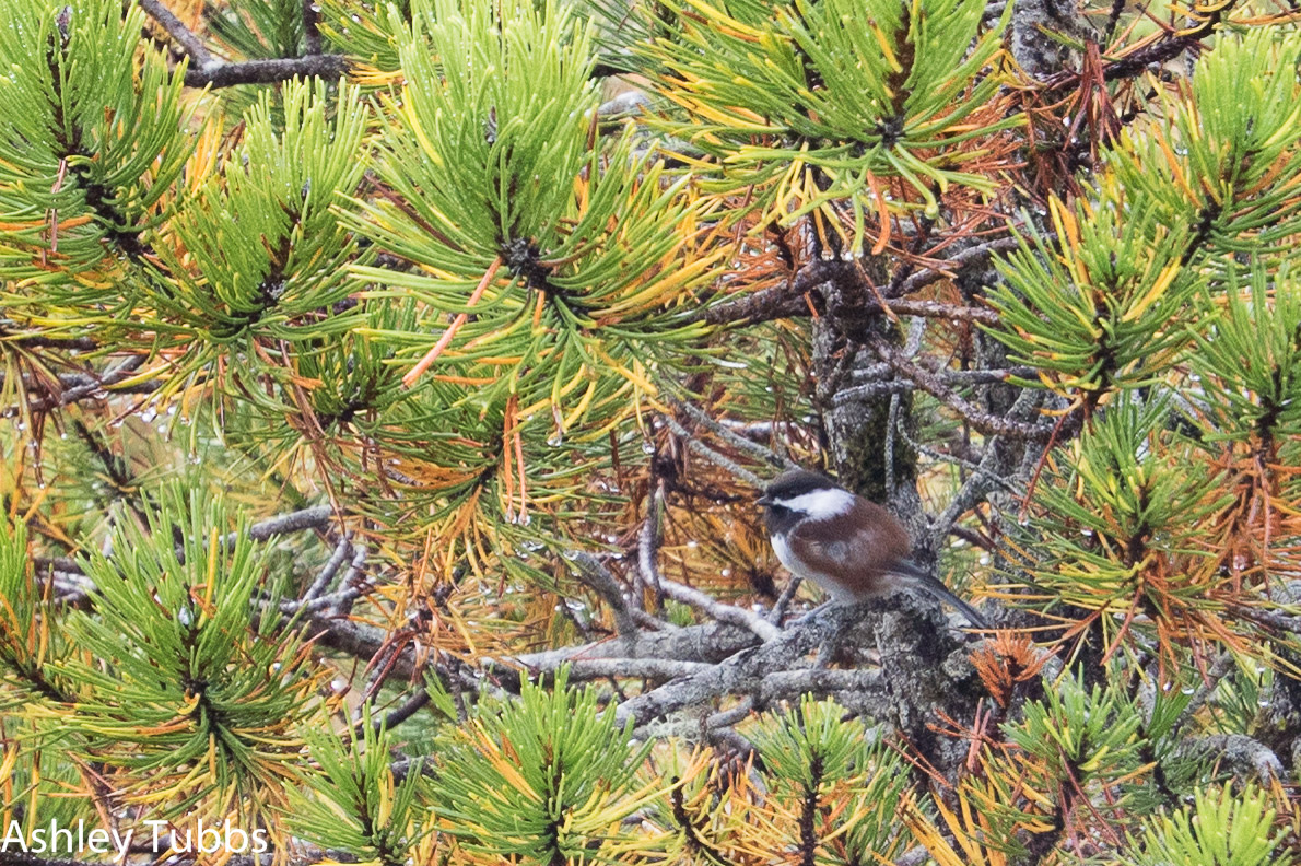 Chestnut-backed Chickadee