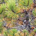 Chestnut-backed Chickadee