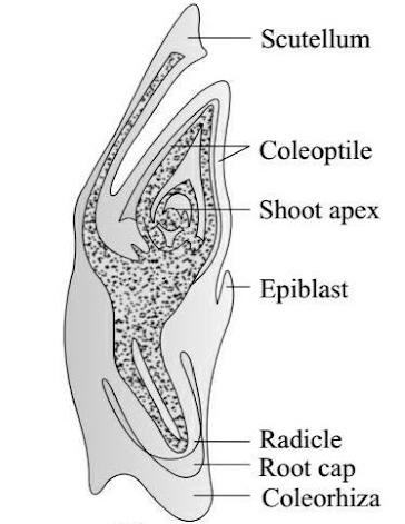 Solution Image