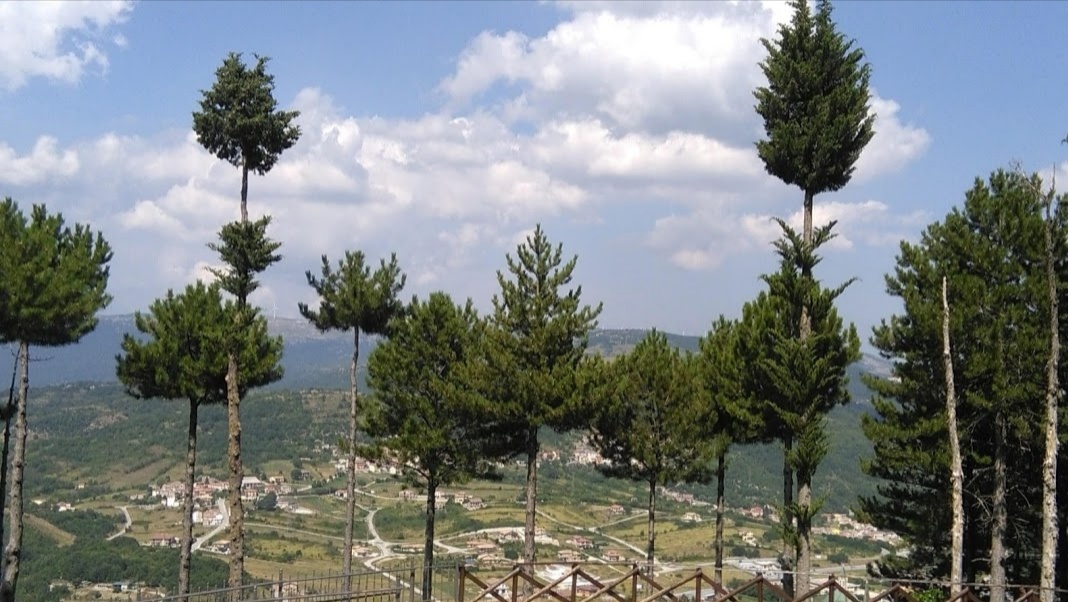 Pini in vista di Domenico1976