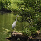 Grey heron