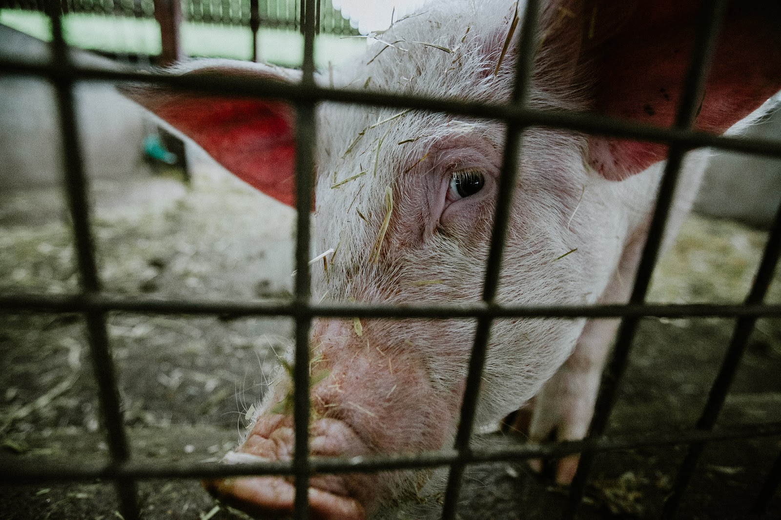 Agricultural antibiotics used on pigs