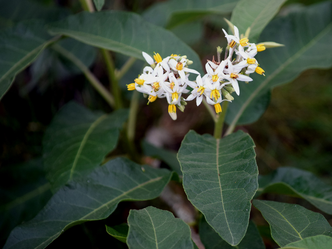 Mullein Nightshade