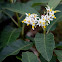 Mullein Nightshade