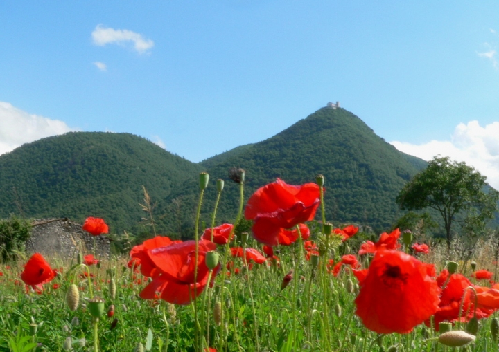 Oltre i papaveri di carlo fierro