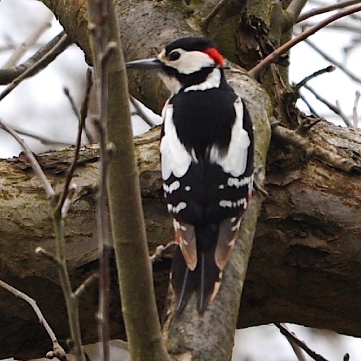 Spotted Woodpecker