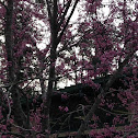 Eastern Redbud