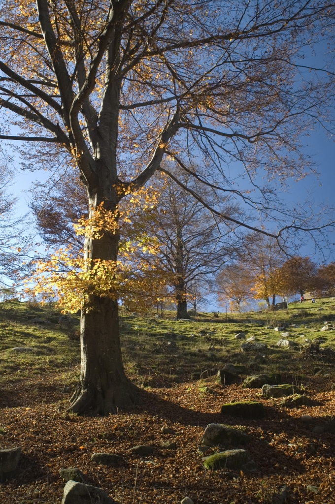 I COLORI DELL'AUTUNNO di kantois