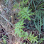 Old World Climbing Fern