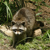 Raccoon