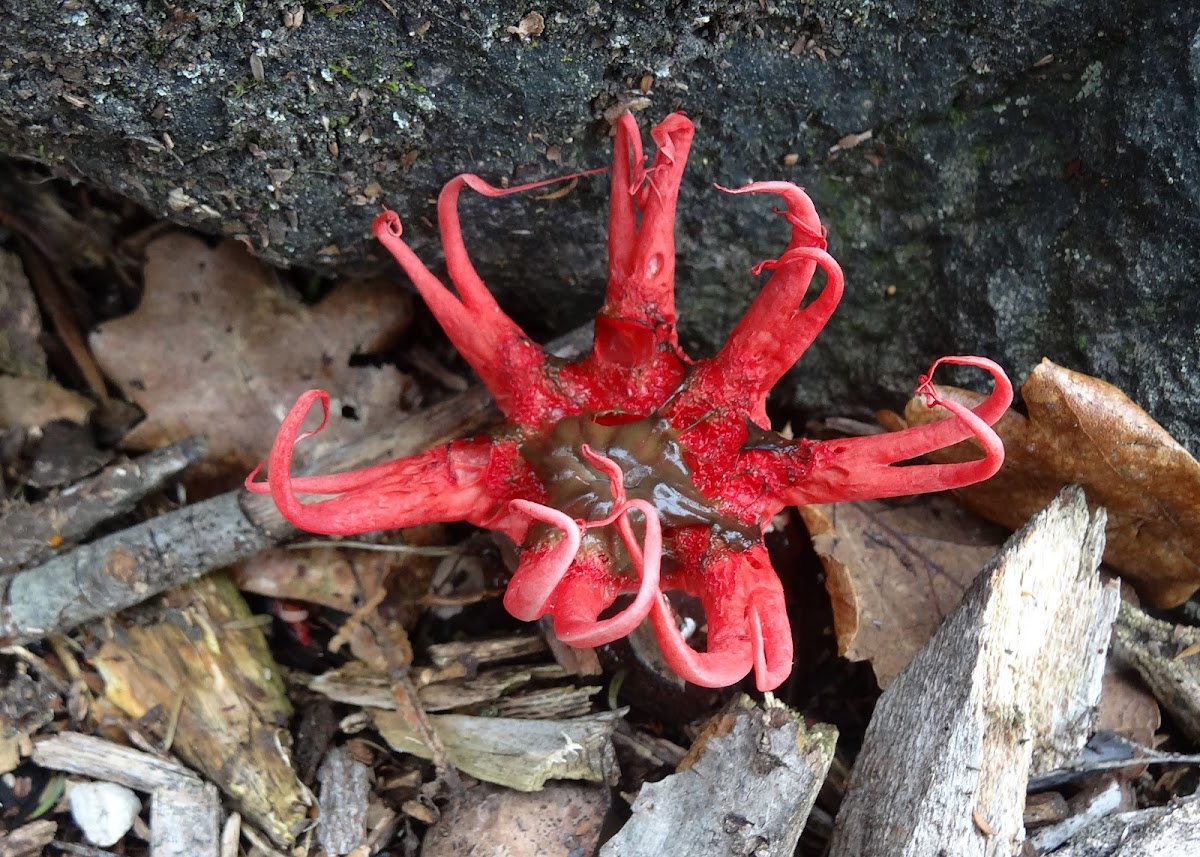 Tentacled Stinkhorn