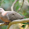 Spotted Dove