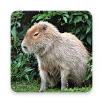 Cover Image of Herunterladen Capybara Wallpapers 3.0 APK