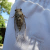 Florida Hieroglyphic Cicada
