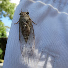 Florida Hieroglyphic Cicada